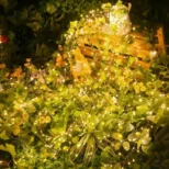 Fleksibilne solarne sijalice žute sa 100 LED dioda omogućavaju kreativnu dekoraciju